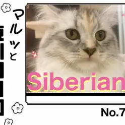 【 マルっと東川口日和No.71 】プレイルームにお引越ししたサイベちゃん！