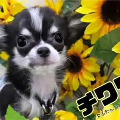 【 チワワ 】性格良し！ビジュアル良し！多頭飼いにもお勧めなフレンドリードッグ！