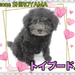 【 トイ・プードル 】希少性の高いシルバーカラー！元気いっぱいの女の子