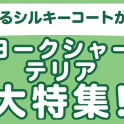 【 ヨークシャーテリア特集 】9/18現在在店中のヨーキー!最新動画は必見!