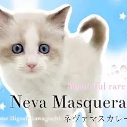 【 ネヴァマスカレード 】見逃し厳禁!唯一無二の激レアキャットが東川口店初登場!