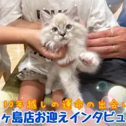 【 お迎えインタビュー 】ご家族で迎えた初めての猫ちゃん