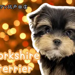 【 ヨークシャーテリア 】初心者さんにもおすすめ!愛らしさ満点の女の子登場!