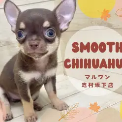 【 チワワ 】スムースコートのチョコタンチワワがマルワン志村坂下店に仲間入り！