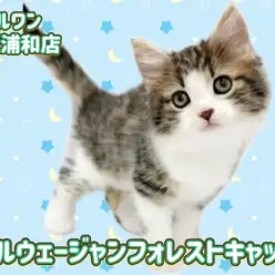 【 ノルウェージャンフォレストキャット 】ブラウンタビーの男の子が埼玉に登場