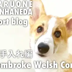 【 コーギー 】本羽田店のおりコーギーの生活ル-ティーン・お手入れ編!