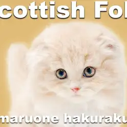 【 スコティッシュフォールド 】垂れ耳丸顔が愛らしいプレミアム認定の男の子！