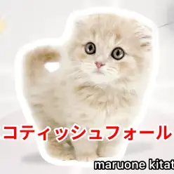 【 スコティッシュフォールド 】クリームタビーを纏った穏やかな天使にゃんこ入店!