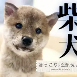 【 ほっこり北通vol.222 】こんにちは!ボク柴犬です!