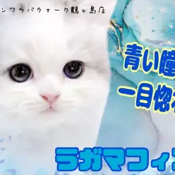 【 ラガマフィン 】食べるの大好き!遊ぶの大好き!可愛いお顔のラガちゃん