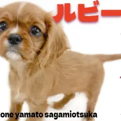 【 キャバリア 】超希少!シックな色味のルビーカラーが光る!愛されキャラの女の子