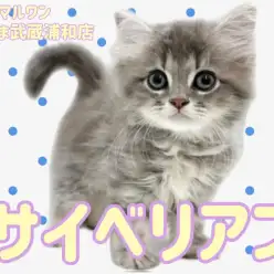 【 サイベリアン 】気品あふれるブルークラシックタビーの男の子が埼玉に降臨