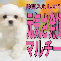 【 マルチーズ 】元気さ発揮!全力で遊んで自分だけの空間で安心して寝る!