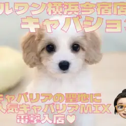 【 キャバション 】キャバリア聖地に大人気キャバリアMIXが電撃入店!