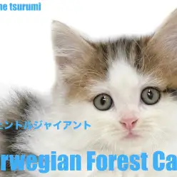 【 ノルウェージャンフォレストキャット 】美しいブラウンタビー&ホワイトの男の子が登場!