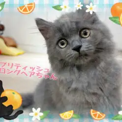 【 今日の鶴ヶ島っ子 】甘えん坊さんブリティッシュロングヘアちゃん