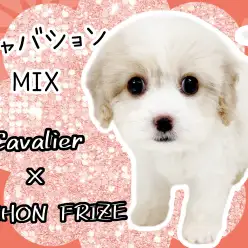 【 MIX 】キャバションの男の子が仲間入り!可愛さと個性が詰まったキャバション