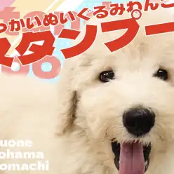 【 スタンダードプードル 】圧倒的存在感なぬいぐるみわんこが横浜元町店に登場!