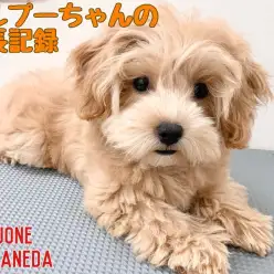 【 MIX 】わくわくアプリコットマルプーちゃんのお散歩デビュー！