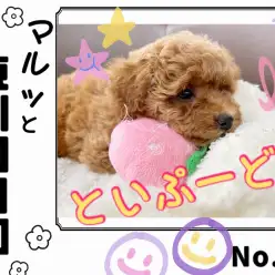 【 マルっと東川口日和No.82 】新しいものにドキドキなトイプーちゃん！