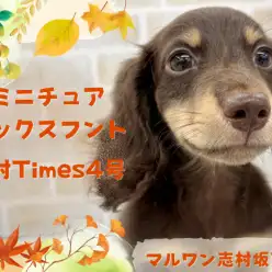 【 ミニチュアダックス 】生後3ヶ月を迎える愛嬌たっぷりのダックスくんをご紹介!