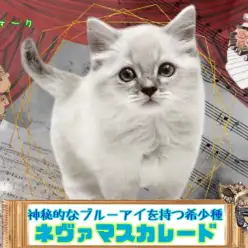 【 ネヴァマスカレード 】希少猫!ネヴァマスカレードとは?!