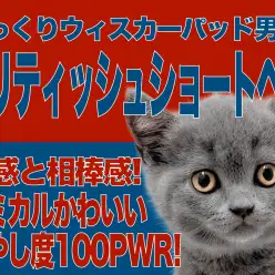 【 ブリティッシュショートヘア 】一人暮らしに癒しをくれる相棒をご紹介!