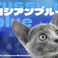 【 ロシアンブルー 】優雅な見た目が魅力的なロシブルちゃんが横浜元町店に登場!