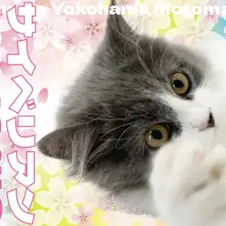 【 サイベリアン 】美しさと愛らしさ！超美猫なルックスを持つサイベちゃん！