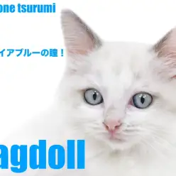 【 ラグドール 】上品で愛らしいブルーポイントバイカラーの男の子！