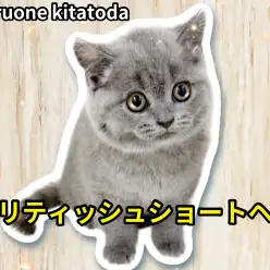 【 ブリティッシュショートヘア 】穏やかな性格で丸顔のお姫様が埼玉県に登場!