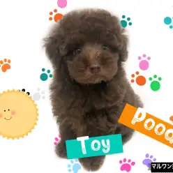 【 トイプードル 】小さなテディベア！レアカラーブラウンは最高で最強の相棒！