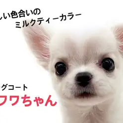 【 ロングコートチワワ 】世界で最も小さい純血種、チワワちゃんが降臨!!