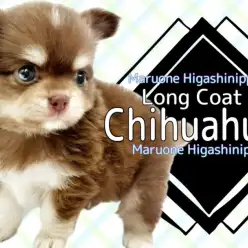 【 チワワ 】温かいココアのようなチョコレート&タンを纏った男の子が登場!