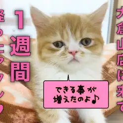 【 フォールデックス 】仲間入りして1週間！リラックスして過ごすフォールちゃん！