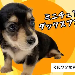 【 ミニチュアダックス 】大人気ブラック&イエロー女の子が北戸田店にやってきた!