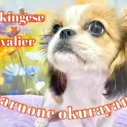 【 MIX 】明日は3回目のワクチン!気合を入れたペキキャバちゃんより一言どうぞ!