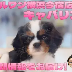 【 キャバリア 】入店から約3週間!どんどん美人に成長中の白黒模様の女の子!