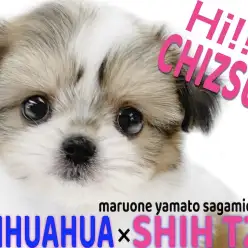 【 MIX 】チワワとシーズーの魅力満載!お顔もサイズ感も愛らしいチワズー!