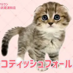 【 スコティッシュフォールド 】ブラウンタビー&ホワイトの女の子が埼玉に登場
