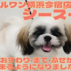 【 シーズー 】3大マナーのおすわり・まて・ふせが出来るようになりました!