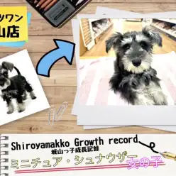 【ミニチュア・シュナウザー】 城山っ子成長報告!2025年9月2日