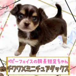 【 MIX 】待望の大人気MIXチワックスちゃんが仲間入り！