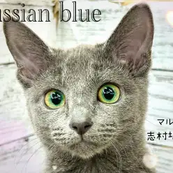 【 ロシアンブルー 】ギャップ萌え間違いなし!生後5ヶ月を迎えるロシアンちゃん!