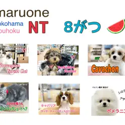 【 ブログリスト 】マルワン横浜 港北NT店8月のブログ記事まとめ