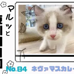 【 マルっと東川口日和No.84 】超希少種のネヴァマスカレードくんが到来!?