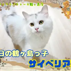 【 今日の鶴ヶ島っ子  】 優しい性格でお世話が楽なサイベリアンちゃん