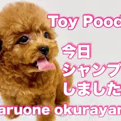 【 トイプードル 】賢きプリンス!お手入れとお留守番トレーニングが出来ちゃった!