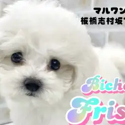 【 ビションフリーゼ 】純白ボディに黒真珠のような瞳が愛らしい元気印の男の子