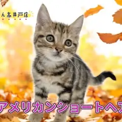 【 アメリカンショートヘア 】絶世の美女！？最強クレオパトララインを持つ猫